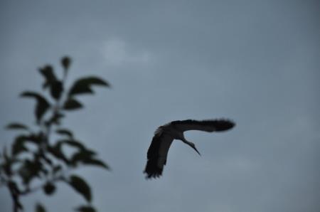 Fotografski natečaj Občine Škocjan 2010 1