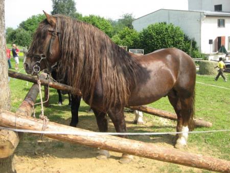 Razstava konj Konjerejskega društva Škocjan 1