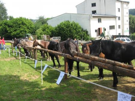 Razstava konj Konjerejskega društva Škocjan 2