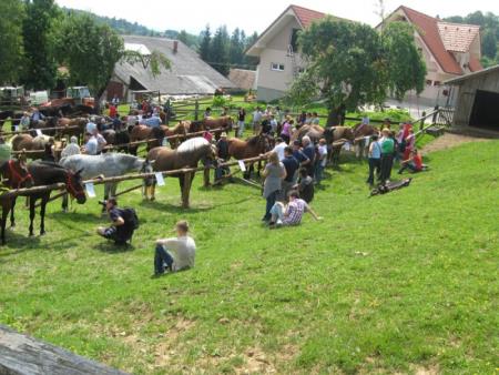 Razstava konj Konjerejskega društva Škocjan 3