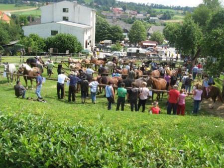 Razstava konj Konjerejskega društva Škocjan 4