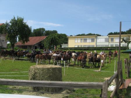 Razstava konj Konjerejskega društva Škocjan 5