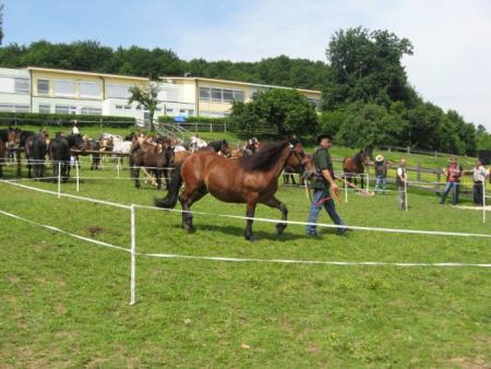 Razstava konj Konjerejskega društva Škocjan 10
