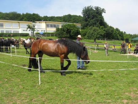Razstava konj Konjerejskega društva Škocjan 11