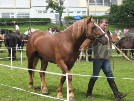 Razstava konj Konjerejskega društva Škocjan 12
