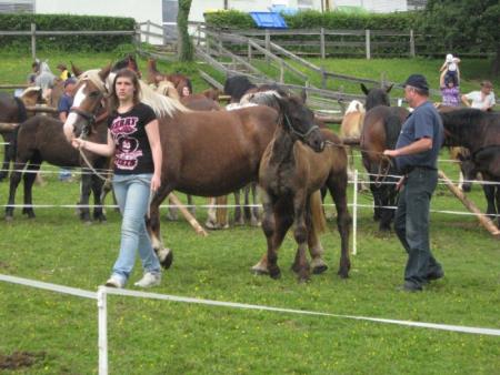 Razstava konj Konjerejskega društva Škocjan 13