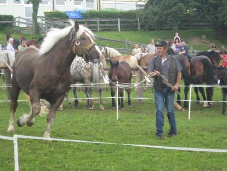 Razstava konj Konjerejskega društva Škocjan 14