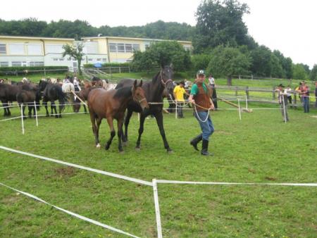 Razstava konj Konjerejskega društva Škocjan 16