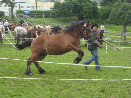 Razstava konj Konjerejskega društva Škocjan 18
